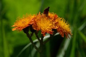 Compositae, orange, aurantiacum, grisons, asteraceae, swiss, devils, compositae, paint brush, flower, bit, schweiz, davos, flower, pilosella, coltsfoot, orange, coltsfoot, hieracium, graubünden, fox-and-cubs, paintbrush, aurantiaca, switzerland, davos, compositae, hawk, grim-the-collier