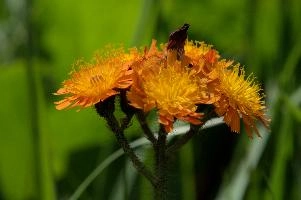 Compositae, orange, aurantiacum, grisons, asteraceae, swiss, devils, compositae, paint brush, flower, bit, schweiz, davos, flower, pilosella, coltsfoot, orange, coltsfoot, hieracium, graubünden, fox-and-cubs, paintbrush, aurantiaca, switzerland, davos, compositae, hawk, grim-the-collier