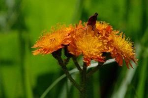 Compositae, orange, aurantiacum, grisons, asteraceae, swiss, devils, compositae, paint brush, flower, bit, schweiz, davos, flower, pilosella, coltsfoot, orange, coltsfoot, hieracium, graubünden, fox-and-cubs, paintbrush, aurantiaca, switzerland, davos, compositae, hawk, grim-the-collier