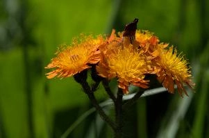 Compositae, orange, aurantiacum, grisons, asteraceae, swiss, devils, compositae, paint brush, flower, bit, schweiz, davos, flower, pilosella, coltsfoot, orange, coltsfoot, hieracium, graubünden, fox-and-cubs, paintbrush, aurantiaca, switzerland, davos, compositae, hawk, grim-the-collier