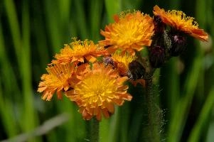 Compositae, orange, aurantiacum, grisons, asteraceae, swiss, devils, compositae, paint brush, flower, bit, schweiz, davos, flower, pilosella, coltsfoot, orange, coltsfoot, hieracium, graubünden, fox-and-cubs, paintbrush, aurantiaca, switzerland, davos, compositae, hawk, grim-the-collier