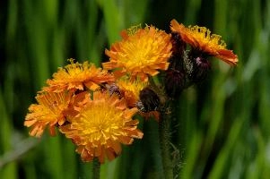 Compositae, orange, aurantiacum, grisons, asteraceae, swiss, devils, compositae, paint brush, flower, bit, schweiz, davos, flower, pilosella, coltsfoot, orange, coltsfoot, hieracium, graubünden, fox-and-cubs, paintbrush, aurantiaca, switzerland, davos, compositae, hawk, grim-the-collier
