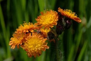 Compositae, orange, aurantiacum, grisons, asteraceae, swiss, devils, compositae, paint brush, flower, bit, schweiz, davos, flower, pilosella, coltsfoot, orange, coltsfoot, hieracium, graubünden, fox-and-cubs, paintbrush, aurantiaca, switzerland, davos, compositae, hawk, grim-the-collier