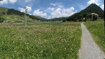 Davos Meadow, flowers, graubünden, pasture, switzerland, sunshine, mountains, meadow, europe, davos, outdoors, alps, landscape, hiking, walking, grisons, grass, summer, scenery, agriculture