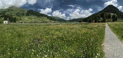 Davos Meadow, flowers, graubünden, pasture, switzerland, sunshine, mountains, meadow, europe, davos, outdoors, alps, landscape, hiking, walking, grisons, grass, summer, scenery, agriculture