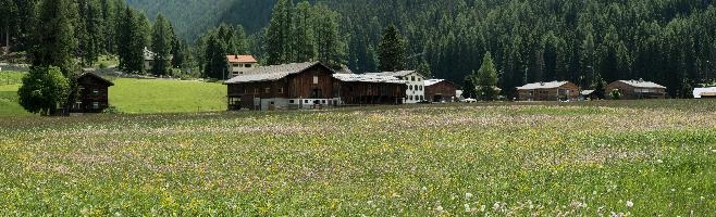 Davos Meadow, flowers, graubünden, pasture, switzerland, sunshine, mountains, meadow, europe, davos, outdoors, alps, landscape, hiking, walking, grisons, grass, summer, scenery, agriculture