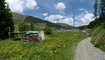 Davos, meadow, grisons, grass, flowers, summer, mountains, wood, graubünden, davos, sunshine, alps, europe, walking, outdoors, pasture, switzerland, scenery, landscape, agriculture, hiking