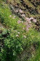 Aquilegia on bank in Davos, Graubünden, grannys, flower, wild, aquilegia, schweiz, bonnet, pink