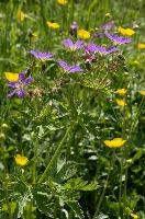 Cranesbill geranium in meadow in Davos, Graubünden, geranium, mauve, flower, cranesbill, schweiz, wild, purple