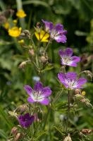 Cranesbill, flower, cranesbill, white, davos, schweiz, purple, geranium