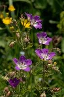 Cranesbill, flower, cranesbill, white, davos, schweiz, purple, geranium