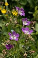 Cranesbill, flower, cranesbill, white, davos, schweiz, purple, geranium