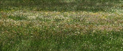 Wildflower meadow in Davos, Switzerland, flowers, alps, colours, colour, grazing, field, meadow, switzerland, davos, pasture, summer, swiss, dandelion, grass, mountains, alpine, grisons, graubünden, persicaria