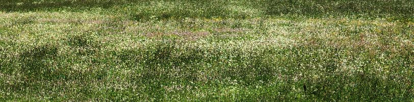 Elliott Bignell, 2016, flowers, alps, colours, field, grazing, colour, meadow, switzerland, davos, pasture, summer, swiss, dandelion, grass, mountains, alpine, grisons, graubünden, persicaria
