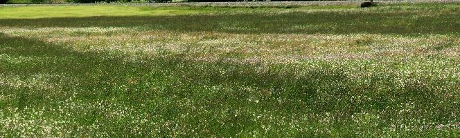 Elliott Bignell, 2016, flowers, alps, colours, field, grazing, colour, meadow, switzerland, davos, pasture, summer, swiss, dandelion, grass, mountains, alpine, grisons, graubünden, persicaria