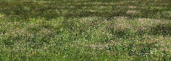 Wildflower meadow in Davos, Switzerland, flowers, alps, colours, field, grazing, colour, meadow, switzerland, davos, pasture, summer, swiss, dandelion, grass, mountains, alpine, grisons, graubünden, persicaria