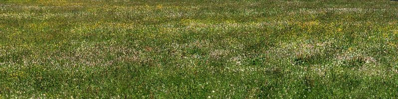 Wildflower meadow in Davos, Switzerland, mountains, alpine, summer, flowers, grazing, field, alps, switzerland, davos, pasture, meadow, swiss, dandelion, grass, colour, colours, grisons, graubünden, persicaria
