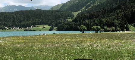 Davos Meadow, lake, grisons, grass, flowers, summer, mountains, meadow, graubünden, davos, sunshine, alps, europe, walking, outdoors, pasture, switzerland, scenery, landscape, agriculture, hiking