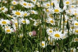 Ox-Exe Daisies, meadow, yellow, grisons, flowers, grazing, daisy, spring, flora, davos, oxeye, ox-eye, native, wild, dog, white, switzerland, grass, field, wildflower