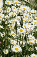 Ox-eye daisies (Leucanthemum vulgare) in Davos, Graubünden, meadow, field, yellow, flowers, wildflower, daisy, spring, native, davos, wild, ox-eye, grass, oxeye, dog, white, switzerland, flora, grisons, grazing