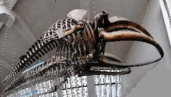 Whale.jpg