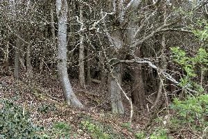 Beech woods on the coast walk behind Golden Cap on the Dorset coast, litter, trunks, beech, woodland, forest, cap, golden, dorset, europe, england, leaf