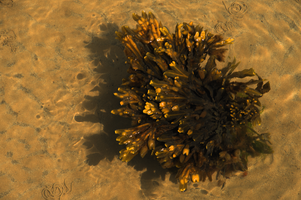 Bladder wrack in the Cobb, Lyme Regis, england