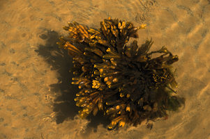 Bladder wrack in the Cobb, Lyme Regis, england