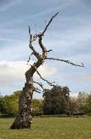Blasted Oak, somerset, stag-headed, outdoors, tree, oak, sky, chard, branch, england, bare, trunk, europe, landscape, dry, meadow, old, branches, wood, blue, trees, plant, blasted, dead, nature, switzerland, green, park