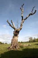 Blasted Oak, somerset, stag-headed, outdoors, tree, oak, sky, chard, branch, england, bare, trunk, europe, landscape, dry, meadow, old, branches, wood, blue, trees, plant, blasted, dead, nature, switzerland, green, park