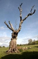Blasted Oak, somerset, stag-headed, outdoors, tree, oak, sky, chard, branch, england, bare, trunk, europe, landscape, dry, meadow, old, branches, wood, blue, trees, plant, blasted, dead, nature, switzerland, green, park
