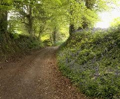 Bluebell Lane, spring, bluebells, woods, track, lane, chard, somerset, england, outdoors, britain, hiking, europe, walking