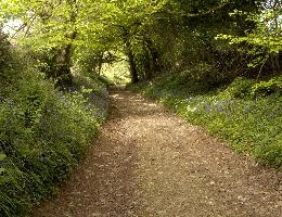 Bluebell Lane, england, spring, woods, lane, chard, britain, walking, europe, somerset, hiking, bluebells, track, outdoors
