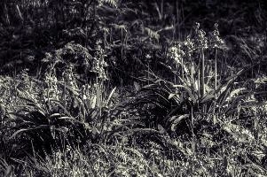 mantiuk_7906hst.jpg