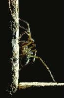 tegenaria_atrica.jpg