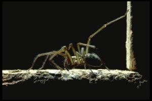 tegenaria_atrica_tnl.jpg