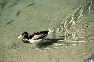 dsc_278434.jpg