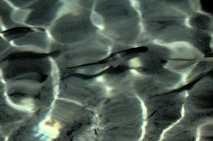 Caumasee Fish, null