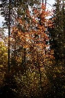 Autumn been in the woods around Flims, Switzerland, red, colours, leaves, foliage, tree, beech, flims, sunlight, grisons, outdoors, switzerland, fall, europe, orange