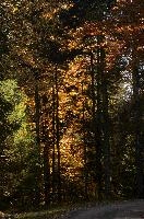 Autumn trees in forest near Flims, Switzerland, woodland, forest, trees, walking, outdoors, autumn, golden, flims, yellow, grisons, leaves, switzerland, beech, europe, foliage