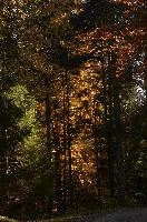 Autumn trees in forest near Flims, Switzerland, woodland, forest, trees, walking, outdoors, autumn, golden, flims, yellow, grisons, leaves, switzerland, beech, europe, foliage