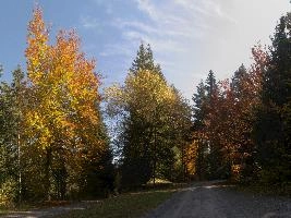 Autumn trees in forest near Flims, Switzerland, woodland, forest, trees, walking, outdoors, autumn, golden, flims, yellow, grisons, leaves, switzerland, beech, europe, foliage