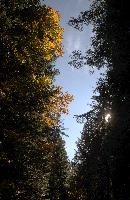 Autumn trees in forest near Flims, Switzerland, woodland, forest, trees, walking, outdoors, autumn, golden, flims, yellow, grisons, leaves, switzerland, beech, europe, foliage