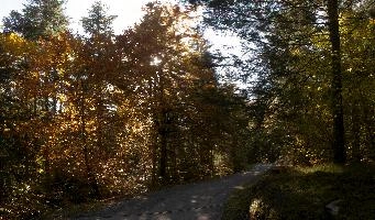 Autumn trees in forest near Flims, Switzerland, woodland, forest, trees, walking, outdoors, autumn, golden, flims, yellow, grisons, leaves, switzerland, beech, europe, foliage