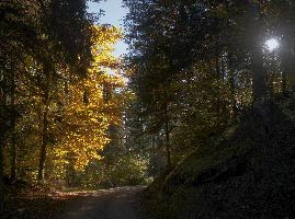 Autumn trees in forest near Flims, Switzerland, woodland, forest, trees, walking, outdoors, autumn, golden, flims, yellow, grisons, leaves, switzerland, beech, europe, foliage
