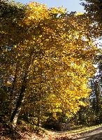 Autumn trees in forest near Flims, Switzerland, woodland, forest, trees, walking, outdoors, autumn, golden, flims, yellow, grisons, leaves, switzerland, beech, europe, foliage
