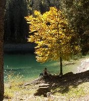 Autumn Beech on Caumasee, switzerland