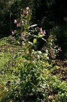 dsc_183793.jpg