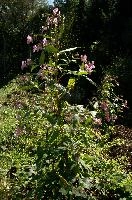 dsc_183799.jpg