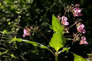 dsc_183812.jpg